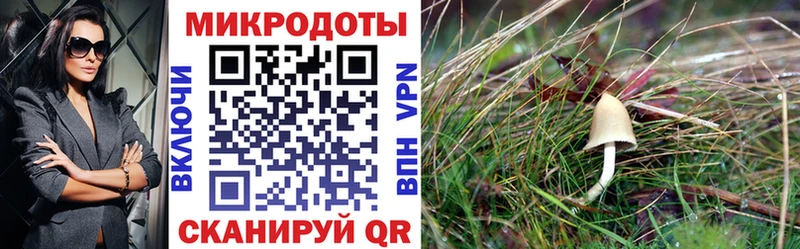 Галлюциногенные грибы Psilocybine cubensis  Купить  Еманжелинск 